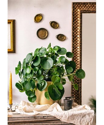 Dev Pilea İthal Büyük Saksıda